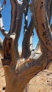 103K views · 3.4K reactions | Quiver tree | Solly Levi Photography | Facebook