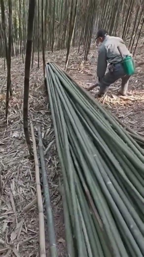 Why the Long Bamboo Moves Downward | Natural Physics Explained 🌿