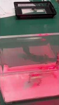 ⑩ヒョウモントカゲモドキのれいちゃんの治療、栄養補助、光線照射療法、お話