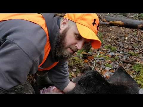 Field dressing a bear (graphic warning!)
