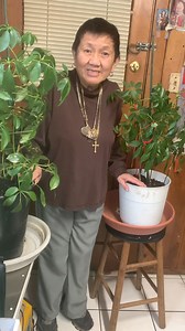 62 reactions · 105 comments | My horticultural ensemble now includes two additional thriving lucky money tree plants, each boasting the unique feature of nine leaves. Note: I put red ribbons for those with 9 leaves. #morefollowersviews #moneytree #pattypar #plantslover #trendingreels #morefollowersviews #moneytree #pattypar #plantslover #trendingreels #morefollowersviews #moneytree #pattypar #plantslover #trendingreels | Patty Par | Facebook