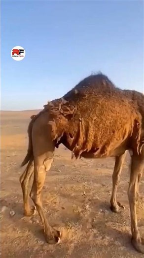 Why is wool coming out of a camel's body?