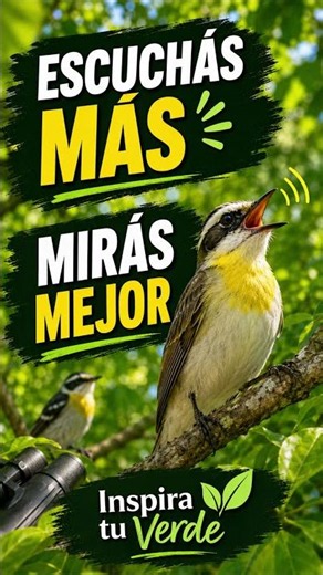 AVES | ¿Las ves? #aves #pajaros #birds #nature #naturaleza #vida