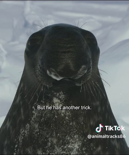 Male Seal's Inflatable Nose: The Key to Finding a Mate