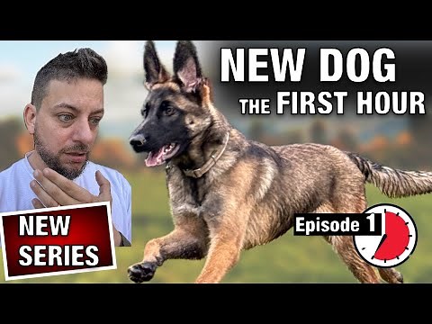 Episode 1: How To Master The First Moments With A New Dog