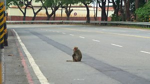 A Formosan rock macaque (Macaca cyclopis) sits in the middle of the road, alerted by an incoming truck, and slowly walks away.