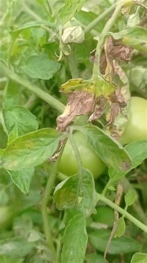 My Tomato Tree #shorts #video