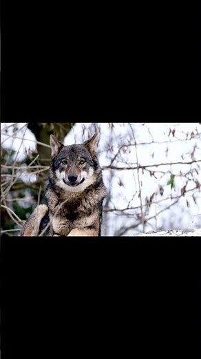 ElfQuest Protagonist and Wolf Riders Chief Cutter Profiled