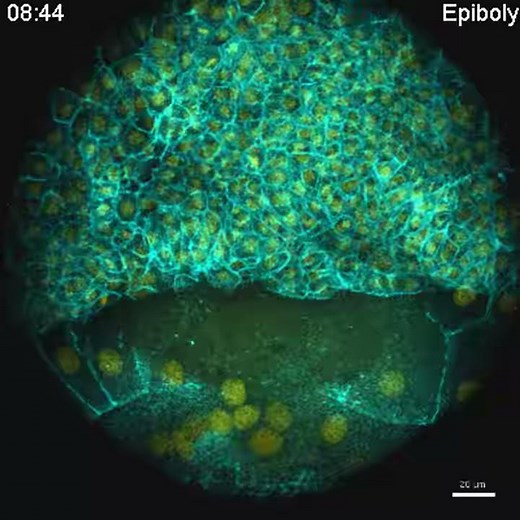 Movie: Convergent extension and formation of ectodermal and mesodermal tissues