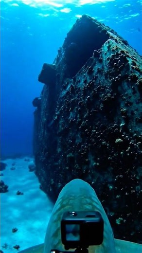 Scientists Put a GoPro on a Shark – What It Discovered Is Terrifying