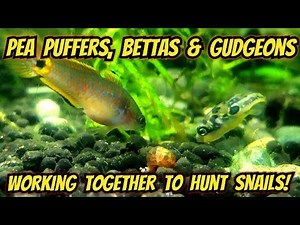 Mindblowing Video of Pea Puffers, Bettas & Peacock Gudgeons, Snail Hunting Cooperatively - Together!