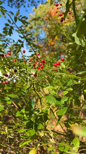 Removing invasive multiflora rose helps protect native plants, restore wildlife habitat, and stop dense thickets from taking over. To remove it: cut canes at the base, dig out the root crown, bag the debris, and monitor for regrowth. Every small effort helps our forests and fields breathe again. 🌱 | The Birch Arbor Gardens