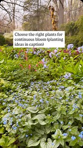 If you’ve got a lot of shade but want to grow flowers here are some design ideas for you! A well-designed shade garden can be lush, colorful, and full of blooms from spring through fall. Here are some design tips to keep your garden vibrant all season long: 1. To ensure color throughout the seasons, plant a mix of flowers that bloom at different times: 🌸Spring Bloomers Hellebores Bleeding Heart Virginia Bluebells Brunnera Lungwort 🌸Summer Bloomers Astilbe Hosta Ligularia Coral Bells 🌸 Fall Bl