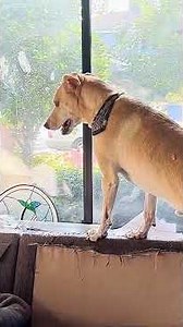 Why Does My Dog Whine So Much?