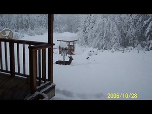 Controlling Deer in your Garden Landscape | Prairie Yard & Garden