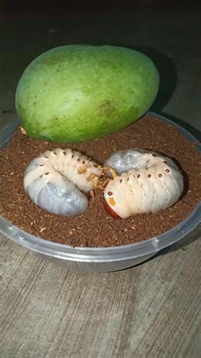 Two beetle larvae emerge from a container containing soil and mango fruit #shorts