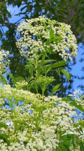 The secret of ELDERFLOWER and the danger few know about its leaves 🌿