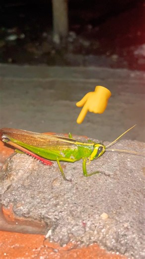What Happened to This Giant Green Grasshopper Tonight? 😱 | Last Scene Will Shock You #shorts