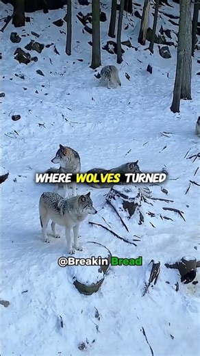 The Most Dangerous Breed of Wolves