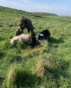This is how we help a sheep back up 🐑 | Sean The Sheepman