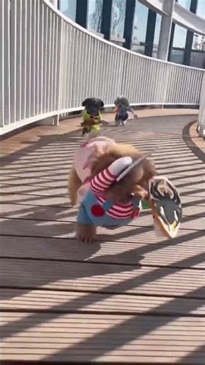 Three Poodles in Costumes – Cutest Fashion Show Ever! #poodle #dogfashion