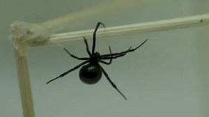 Congratulations to Andreas Fischer, a.k.a 'spider man' who is graduating today from SFU with two degrees; MPM and PhD.🕷️ Fischer will continue researching the fascinating and unknown world of spider communication as an assistant professor at the University of Greifswald, Germany. Read more about his experience at SFU and research here: https://ow.ly/sP6W50PTxXU #MySFUGrad SFU Science | Simon Fraser University