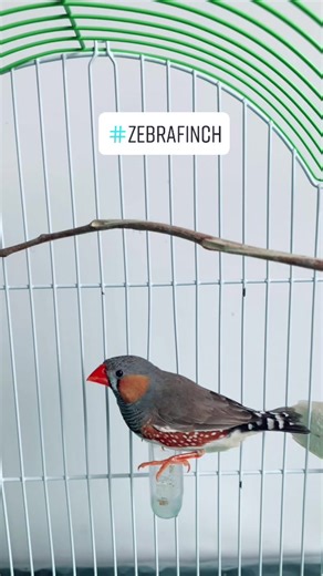 Beautiful Zebra Finch Singing Bird Sounds