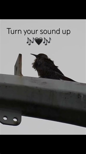 Northern flicker making music 😄🎶🖤🎶