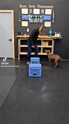 🐾✨ 𝗦𝗵𝗲 𝗱𝗶𝗱 𝗶𝘁—𝗲𝗮𝗿𝗹𝘆! ✨🐾 Our sweet Ember just completed her AKC Novice Trick Dog video submission… at only 3.5 months old! 🌟💫 The official requirement is 4 months of age, but this little girl was more than ready. To qualify, she confidently performed 10 different tricks and she nailed every one of them! 🌟🎉🎓 We’re so proud of our very first keeper puppy from our program. Watching her learn and grow with such joy, focus, and spark has been an incredible experience. 💕💪 #AKCNovi