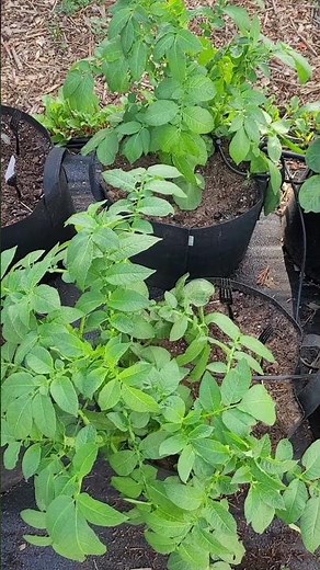 Yukon Gold Potatoes - Quick Update