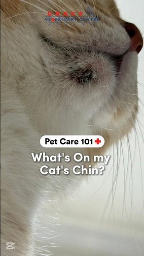 CAT ACNE? What that black chin means #vetexplains #catacne #petcare #catowner #gracevetcentre #fyp