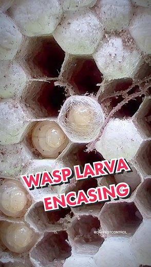 WASP Larva Nest Encasement Process