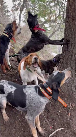 DRY GROUND MOUNTAIN LION HUNTING! #dogs #puppy #huntingdog #hounds #mountaincat #puma #houndsmen #ca