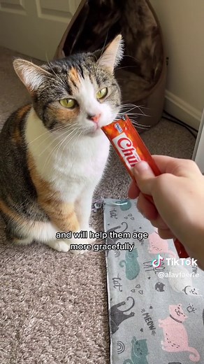 Cat Tricks: Tips for Training Your Feline Friend