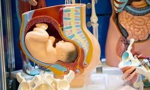 Pregnancy | Anatomical Changes During Pregnancy
