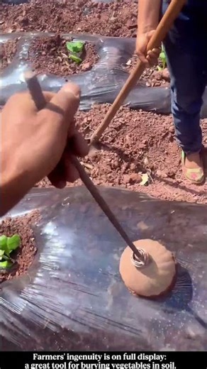 Farmers' ingenuity is on full display: a great tool for burying vegetables in soil. #work #farming