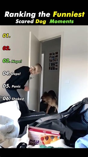 Ranking the Funniest Scared Dog Moments! 🐾😱 #shots
