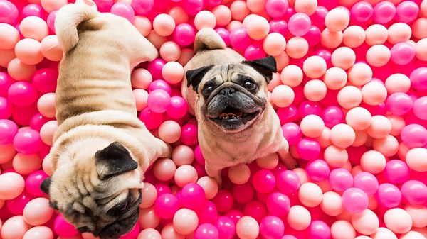 Pug-themed café unleashes furry fun in Escondido