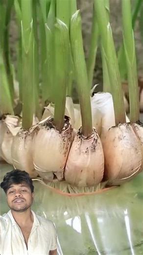 TERRACE FARMING 🌾😍🤑 #farming #agriculture #youtube #organicfarming