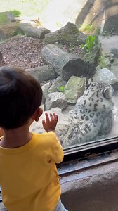 6.9K views · 152 reactions | A day with the animals in Brookfield Zoo, Chicago #assamese #zoo #chicago #brookfieldzoo | Luitor Pora Mississippi Loi - Trishnali Neog | Facebook