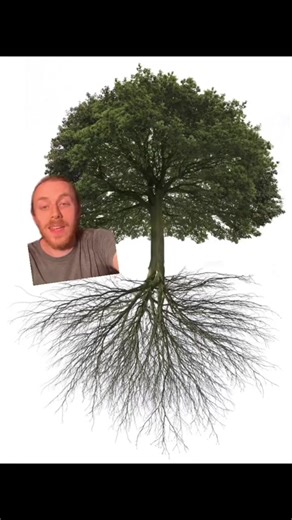 What do a tree s roots look like #trees #soil #roots #forest #tree #plants #fyp #plantsoftiktok #garden #urbanforest | Home ThePlanter
