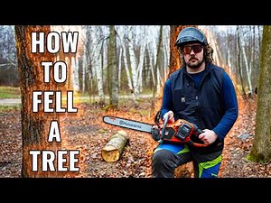 How to Notch and Fell a Tree (Arborist Basics)