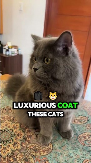 "Himalayan Cats: The Perfect Blend of Persian Beauty and Siamese Grace"