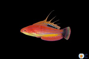 Carpenter's Flasher Wrasse | Unique And Amazing Fish |