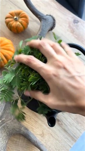 This Plant Moves When You Touch It!