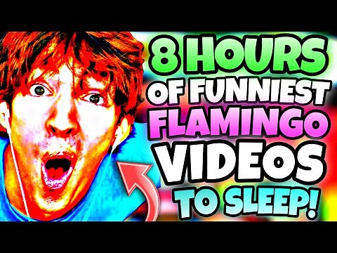 *8 HOURS* OF “FUNNIEST” FLAMINGO VIDEOS TO FALL ASLEEP!