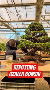 Repotting Azalea Bonsai. Transformation: See how it looks in full bloom #repotting #azalea #asmr