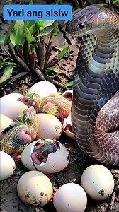 Yati na ang mga barong pisa na sisiw kinkiness ng ahas | Anselmo Tabero