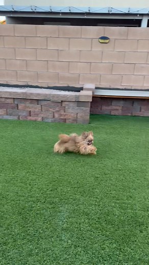 I Shih Tzu Not of Arizona on Reels