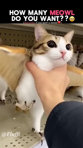 how many meowl do you want?#cbum🤣🥳🥰